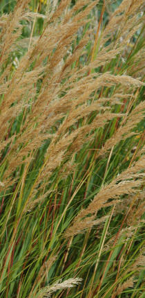 Stipa calamagrostis in late summer - just as the flower spikes are turning to seed.